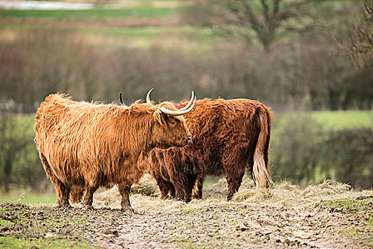 漂亮,苏格兰,高原牛,放牧,地点