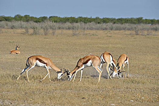 纳米比亚,埃托沙国家公园,跳羚,跳羚属