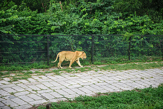 野生动物园的自由活动的母狮子