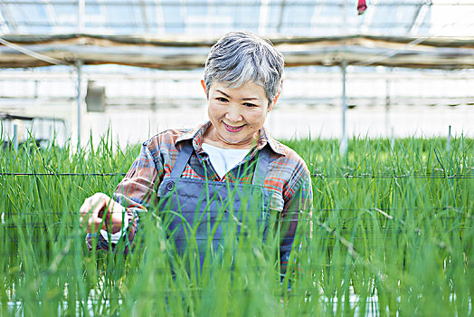 老年,女人,检查,蔬菜,品质,温室