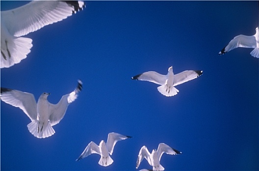 白色,海鸥,飞行