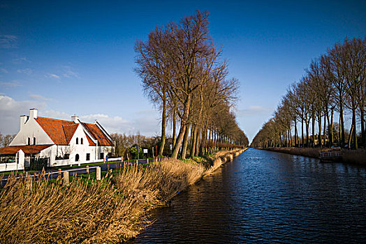 比利时,运河,树,冬天
