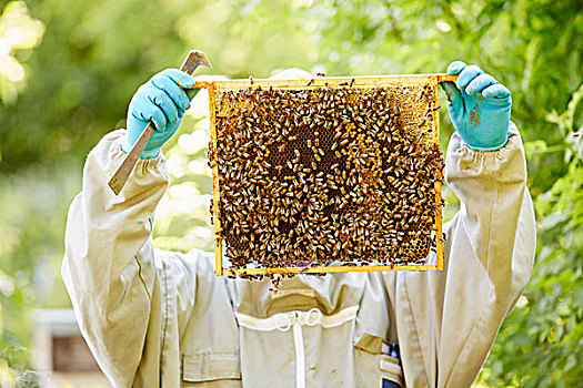 养蜂人,蓝色,手套,拿着,向上,满,蜂蜜,遮盖,蜜蜂
