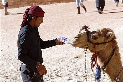 单峰骆驼,喝,塑料瓶,古老,纳巴泰,石头,城市,佩特拉,约旦,中东,亚洲