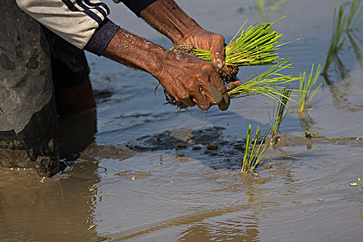 印度尼西亚,巴厘岛,男人,种植,稻米,幼苗,洪水,稻田,靠近,乌布