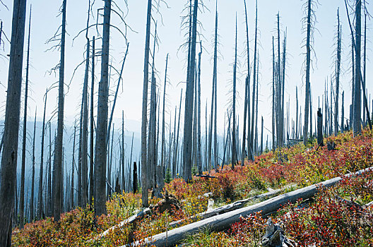 森林火灾,新,秋天,生长,靠近,山,雷尼尔山,国家公园,华盛顿