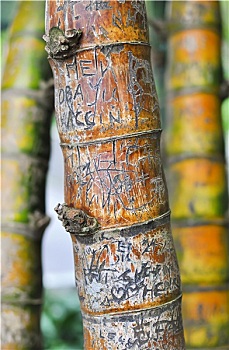 竹子,名字,雕刻