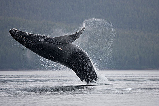 驼背鲸,鲸跃,湾,东南阿拉斯加,夏天