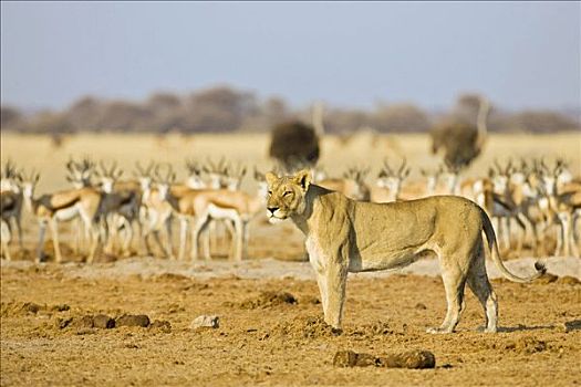 雌狮,狮子,猎捕,牧群,跳羚,羚羊,博茨瓦纳,非洲