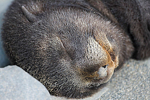 南极软毛海豹,毛海狮,幼兽,睡觉,索尔兹伯里平原,南乔治亚,南极