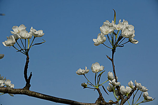 油菜花,桃花,梨花,春天