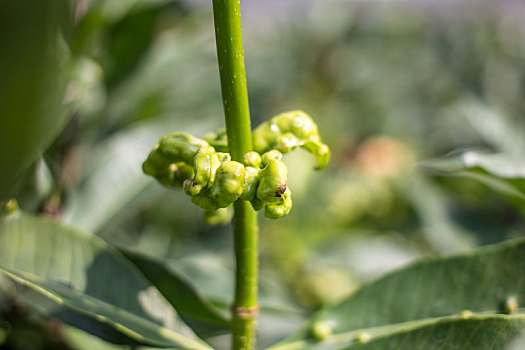 得病,植物