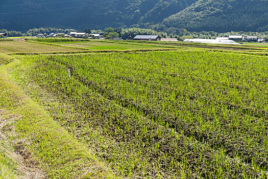 新鲜,稻田