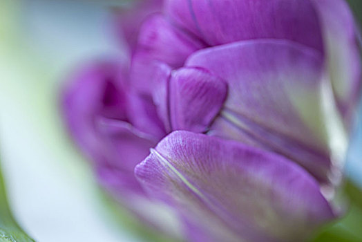 特写,紫罗兰,郁金香,花瓣,背景