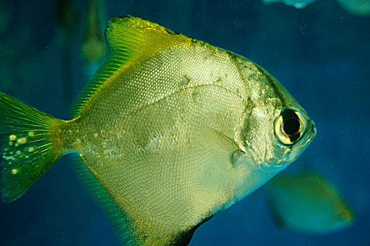 鲳鱼在水族馆里游动