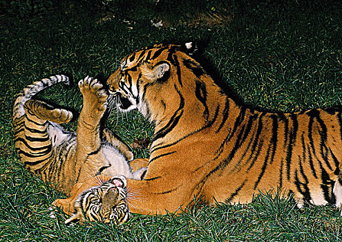苏门答腊虎,幼兽,玩