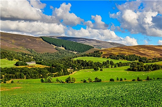 景色,风景,苏格兰高地,草地