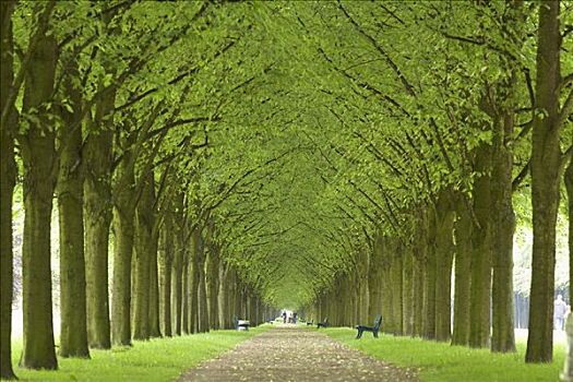 树林,人行道,花园,汉诺威,德国