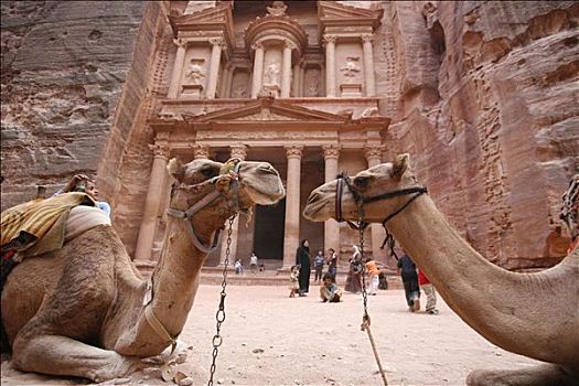 两个,骆驼,卧,正面,著名,佩特拉,城市,石头,约旦