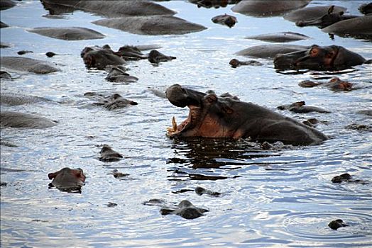 河马,口鼻部,水,水池,塞伦盖蒂国家公园,坦桑尼亚