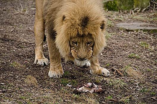 雄性,狮子,吃
