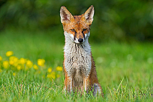 红狐,狐属,英格兰东南,英国,欧洲