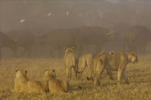 非洲狮,狮子,群,看,南非水牛,非洲水牛,牧群,非洲