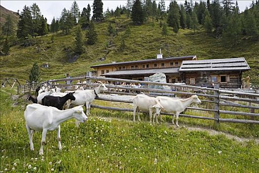 山羊,正面,高山牧场,萨尔茨堡,奥地利,欧洲