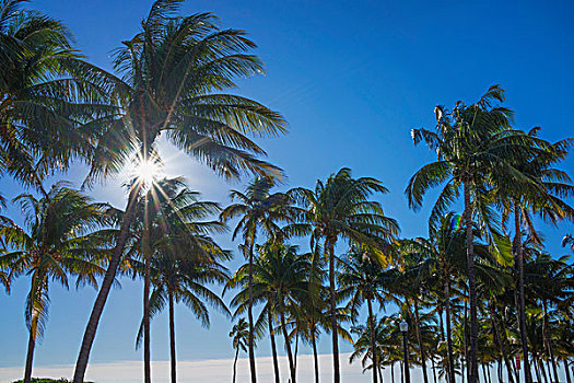 棕榈树,阳光,蓝天