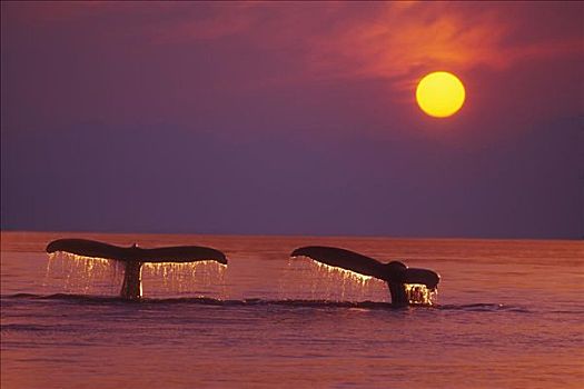 阿拉斯加,驼背鲸,鲸尾叶突,火红,日落