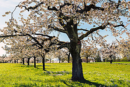 特写,盛开,樱桃树,牧场,春天,瑞士