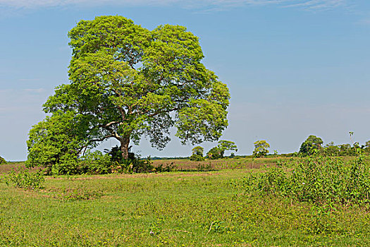 大,孤树,潘塔纳尔,巴西,南美