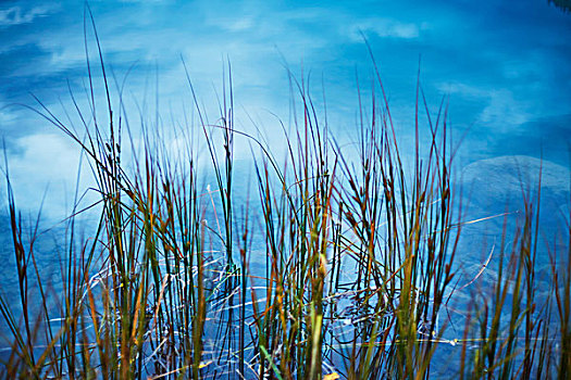 路易斯湖,高草,艾伯塔省,加拿大