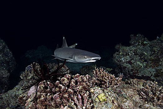 灰三齿鲨,鲎鲛,游泳,上方,珊瑚礁,夜晚,印度洋,马尔代夫,亚洲