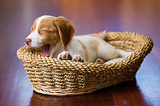 犬图片 犬图片大全 犬背景图片