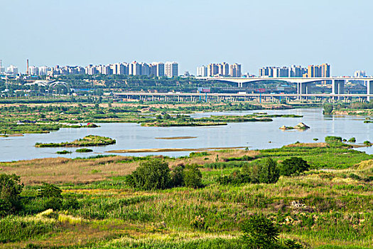 渭河湿地