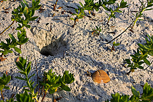 螃蟹,洞,海滩,州立公园,佛罗里达,美国