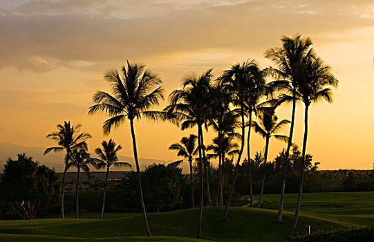 瓦克拉,夏威夷,夏威夷大岛,高尔夫球场,奢华,国王,海滩,棕榈树