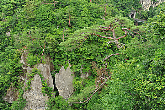 铁路,东方,线条,峡谷