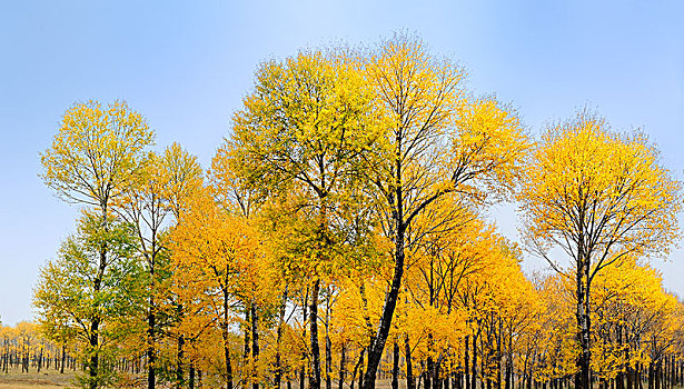 美丽的秋天--白桦林