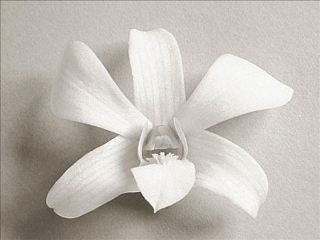 一个,白色,兰花,黑白照片