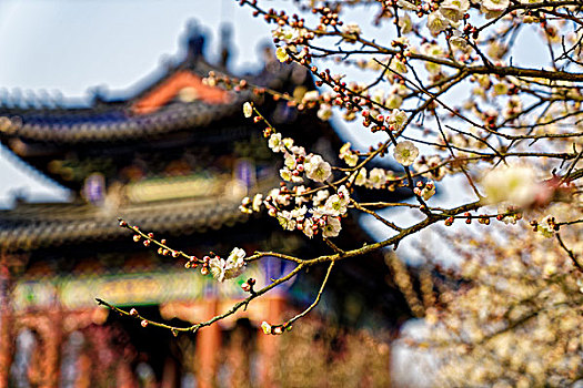 南京梅花山梅花节