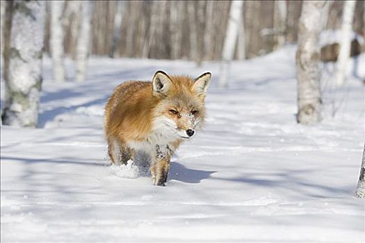 红狐,冬天