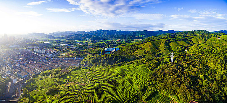 茶山,茶叶,山地