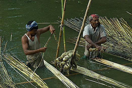 农民,收集,黄麻纤维,纤维,孟加拉,七月,2009年,金色,重要,国家,经济,80多岁,百分比,高,品质