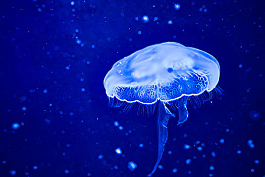 亚洲中国珠海长隆国际海洋公园海月水母moonjellyfish