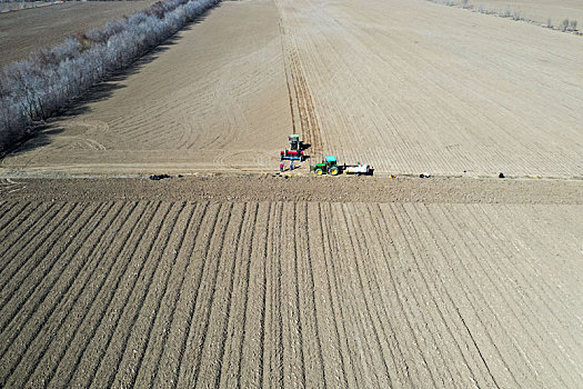 新疆双河播种春小麦