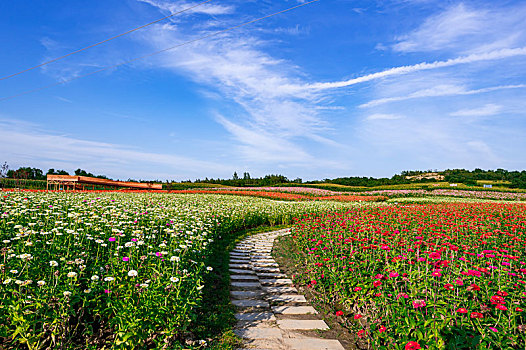 中国长春莲花山生态旅游度假区花海景观