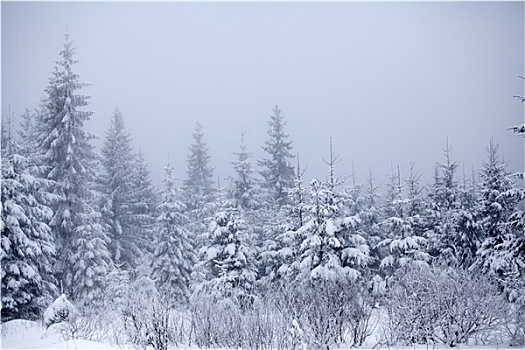 圣诞节,背景,雪,冷杉