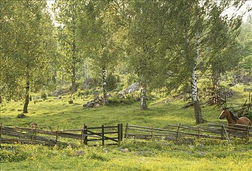 石头,牧场,史马兰,瑞典